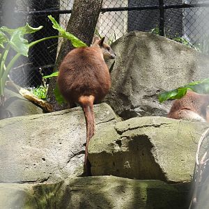 Proserpine Rock-Wallaby