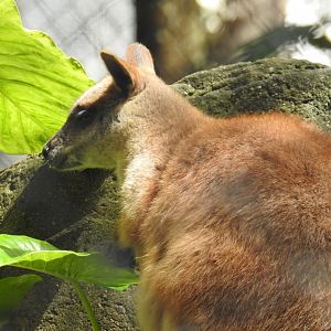 Proserpine Rock-Wallaby