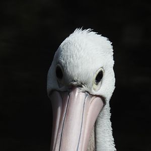 Australian Pelican
