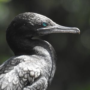 Little Black Cormorant (wild)