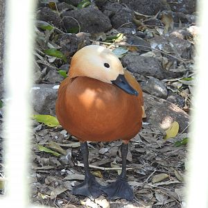 Ruddy Shelduck