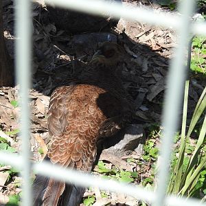 Kalij Pheasant (female)