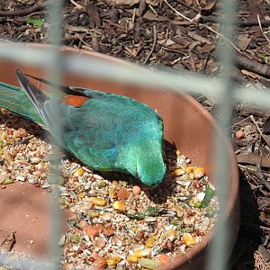 Red-Rumped Parrot (wild male)