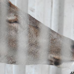 Red Deer (female)
