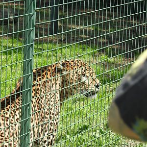 Sri Lankan Leopard (male)