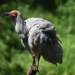 7/16/2023 Japanese Crested Ibis