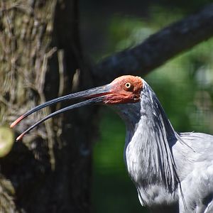 7/16/2023 Japanese Crested Ibis