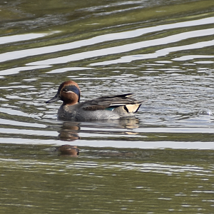 Eurasian Teal - Tokyo Port Wild Bird Park
