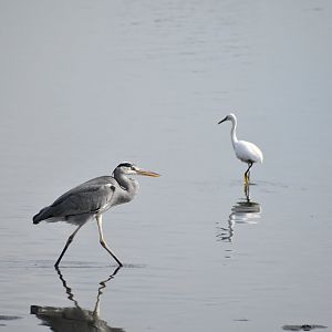 Grey Heron and Little Egret - Tokyo Port Wild Bird Park