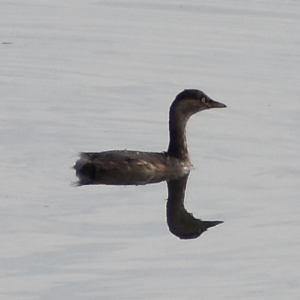 Black Necked Grebe - Tokyo Port Wild Bird Park