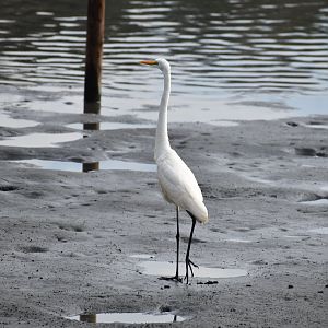 Great Egret - Tokyo Port Wild Bird Park