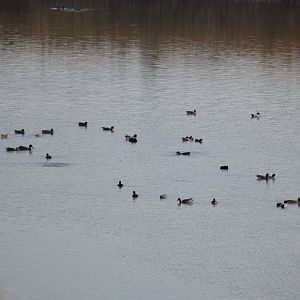 Waterfowls - Tokyo Port Wild Bird Park