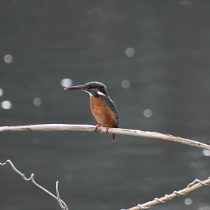 Common Kingfisher - Tokyo Port Wild Bird Park