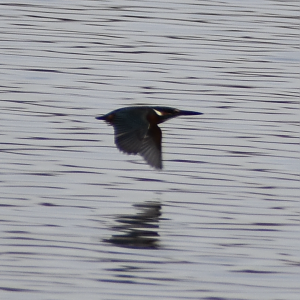 Kingfisher in Flight - Tokyo Port Wild Bird Park