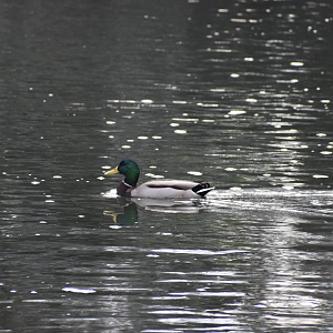 Mallard - Tokyo Port Wild Bird Park