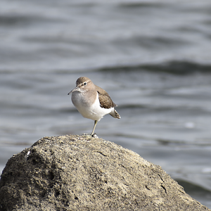 Common Sandpiper - Tokyo Port Wild Bird Park