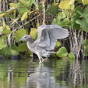 Juvenile Black Crowned Night Heron - Tokyo Port Wild Bird Park
