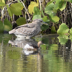 Juvenile Black Crowned Night heron and Little Grebe - Tokyo Port Wild Bird Park