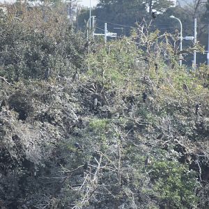 Spot the Goshawk! - Tokyo Port Wild Bird Park