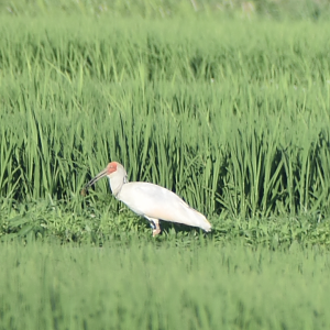 Japanese Crested Ibis - Sado Island