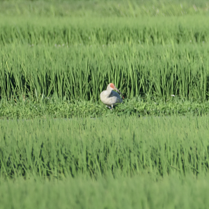Japanese Crested Ibis - Sado Island