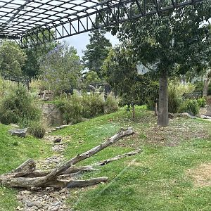 Dingo Exhibit