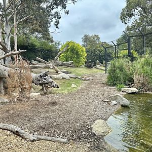 African Lion Exhibit