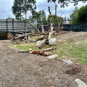 African Lion Exhibit