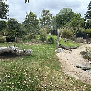African Lion Exhibit