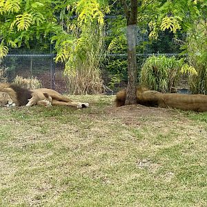 African Lion Brothers