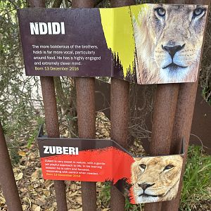 African Lion Sign
