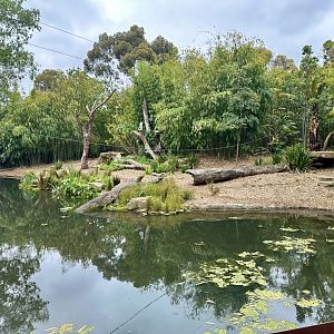 Sumatran Tiger Exhibit (Carnivores)