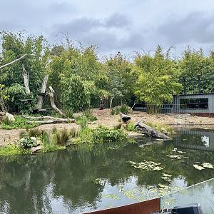 Sumatran Tiger Exhibit (Carnivores)