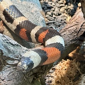 Honduran milk snake (Lampropeltis triangulum hondurensis)