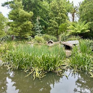 Tasmanian Devil Exhibit