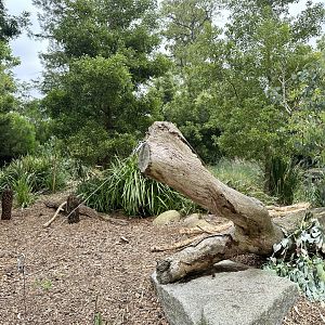 Tasmanian Devil Exhibit