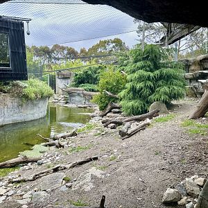 Female Snow Leopard Exhibit