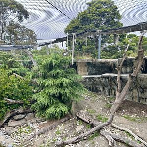 Female Snow Leopard Exhibit