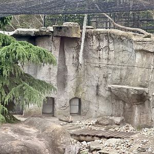 Female Snow Leopard Exhibit