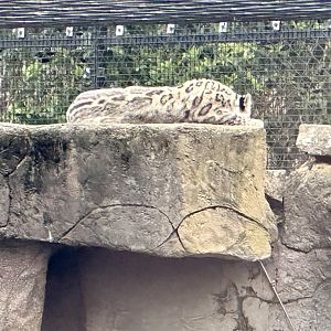 Miska (female Snow leopard)