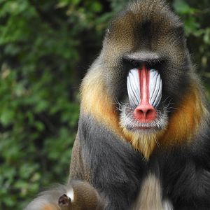[2017] Mandrill