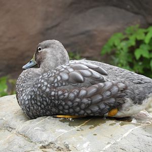 [2017] Flying steamerduck