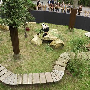 [2017] Giant panda enclosure