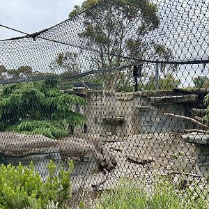 Female Snow Leopard Exhibit