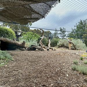 Male Snow Leopard Exhibit