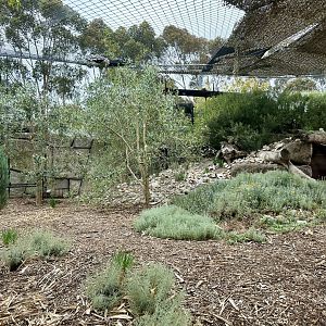 Male Snow Leopard Exhibit
