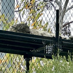 Kang Ju (male Snow leopard)