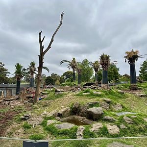 Hamadryas Baboon Exhibit