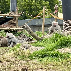 Hamadryas Baboon (Alpha Males)