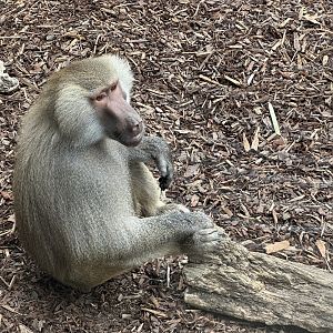 Hamadryas baboon (adult female)